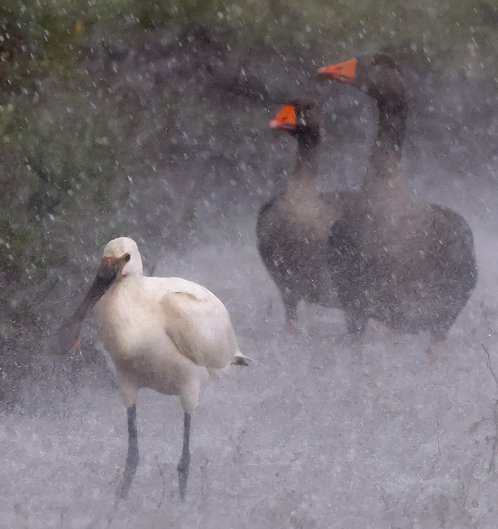 Spoonbill